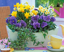Pastellgrünen Holzkasten bepflanzen mit Narcissus und Viola: 2/2