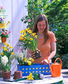 Plant blue box with daffodils, hyacinths and viola