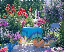 Dahlia, Lavatera trimestris (Bechermalve), Gladiolus