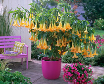 Brugmansia syn. datura (angel's trumpet) with yellow flowers