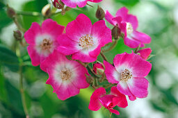 Rosa 'Mozart' (Rose), Strauchrose, Moschata-Hybride, öfterblühend