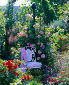 Pink 'Kir Royal' (climbing rose), often flowering, delicate scent