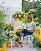 Gelber Balkon : Helianthus (Sonnenblumen), Rosa 'Sunlight Romantica'