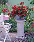 Bowl in variations pink 'Sorrento', often flowering,