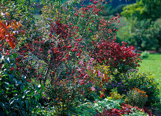 Autumn bed of Rosa glauca (Blue Pike Rose) with rosehips