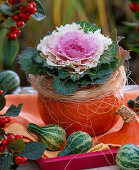 Ornamental cabbage in pumpkin pot