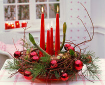 Advent wreath with nipple Hippeastrum, Pinus
