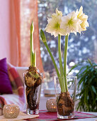Grow amaryllis with washed roots in the glass