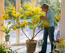 Woman enjoying the scent of Acacia dealbata in the conservatory