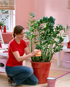 Woman cleaning leaves of Zamioculcas zamiifolia with damp cloth
