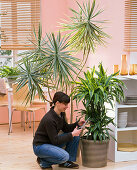 Woman cutting off dried Dracaena spikes