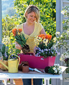 Plant pink box with tulips and daffodils -