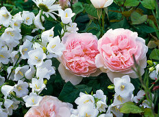 Rosa 'Sharifa Asma' (English rose), intense fruity scent