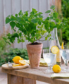 Fruit herbs, salvia (lemon sage), glass with lemon water