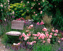Pink 'Kir Royal' (climbing rose), 'Botticelli' (small shrub rose)