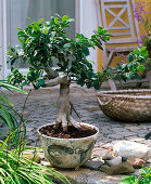 Bonsai in handgetöpferter Schale