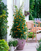 Funny climbing aid for Thunbergia