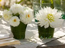 Dahlia flowers in glasses with rhododendron leaves