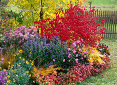 Herbstbeet mit Euonymus alatus (Spindelstrauch)