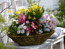 Basket of spring bloomers, Narcissus 'Tete A Tete', Bellis