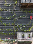 Freshly cut pyrus blooming on the house wall