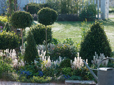 Green and white bed with Buxus (box)