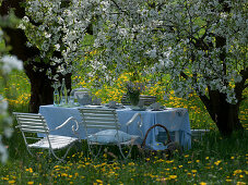 Sitzgruppe unter Prunus cerasus (Sauerkirsche) auf blühender Wiese