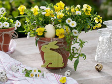 Viola cornuta, Bellis as Easter basket