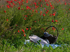 Picknick am Mohnblumenfeld