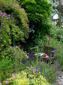 Arbour with Rosa 'Violet Blue' (climbing rose), single flowering