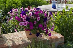 Petunia Porch 'Dark Blue' 'Magenta' 'Rose Vein' mixed planted