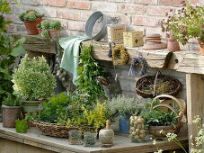 Pot table with freshly harvested herbs and pots