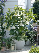 White angel trumpet on the terrace