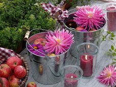 Metal bucket with floating dahlia flowers and apples