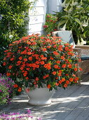 Solitaire of orange busy lizzie in white pot