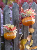 Small pumpkins with message hanging on fence