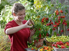 Young woman is harvesting hot peppers