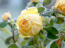 Pink 'Sunlight Romantica' (rose) by Bkn-Strobel, yellow bed rose