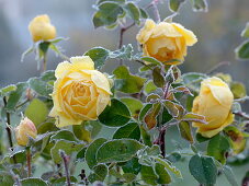 Rosa 'Sunlight Romantica' (Rose von Bkn - Strobel), gelbe Beetrose