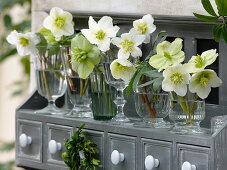 Helleborus niger flowers in small glasses on the wall board