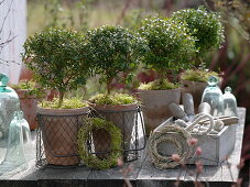 Myrtus communis (myrtle) small trees in pots, moss, small wreaths