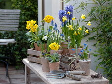 Primula elatior (tall primroses), Narcissus 'Tete-a-Tete' (daffodils)