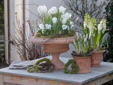 Tulipa (tulips), Viola cornuta (horned violet), Hyacinthus (hyacinths)