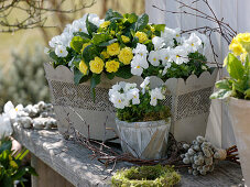 White-yellow spring decoration, flower box with viola cornuta