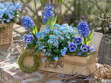 Wooden box planted with blue spring bloomers