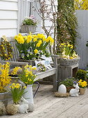 Easter Terrace with Forsythia 'Lynwood Gold', Narcissus