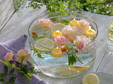 Rosa (Rosen - Blüten), Citrus limon (Zitronenscheiben) und Zitronenverbene