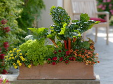 Terracottakasten mit Gemüse und Blumen