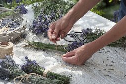 Lavendel - Sträuße zum trocknen vorbereiten
