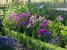 Blue-pink-purple-pink-scented-bed in the cottage garden